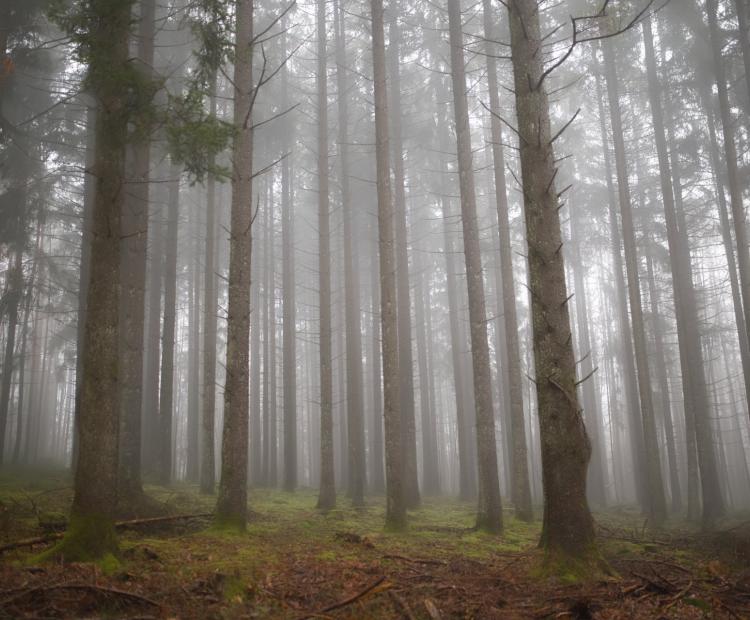 Hidden Woodland | © Adriano Anfuso