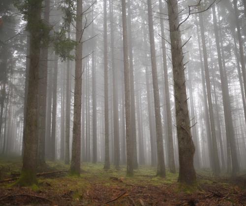 Hidden Woodland | © Adriano Anfuso